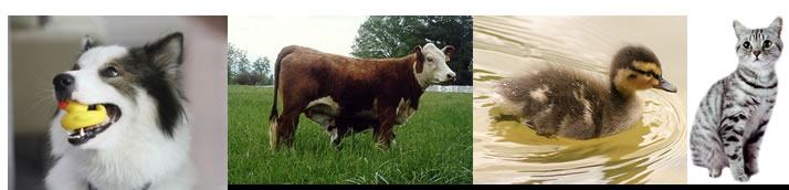 อาหารสัตว์ราคาส่ง