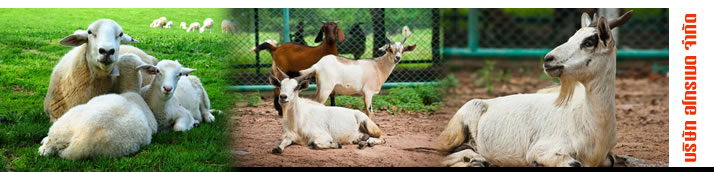 จำหน่ายยาสัตว์ ราคาส่ง